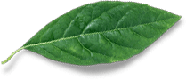 leaf free img.png