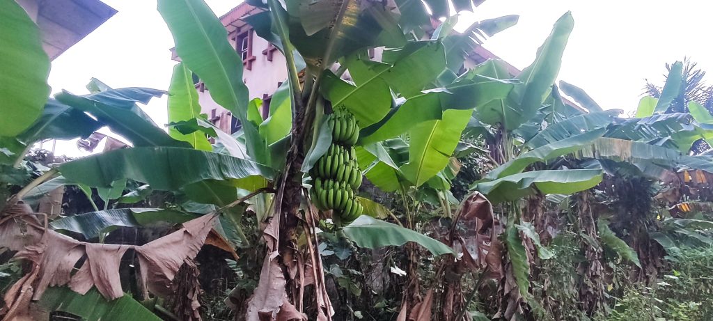 Plantain in Home Garden