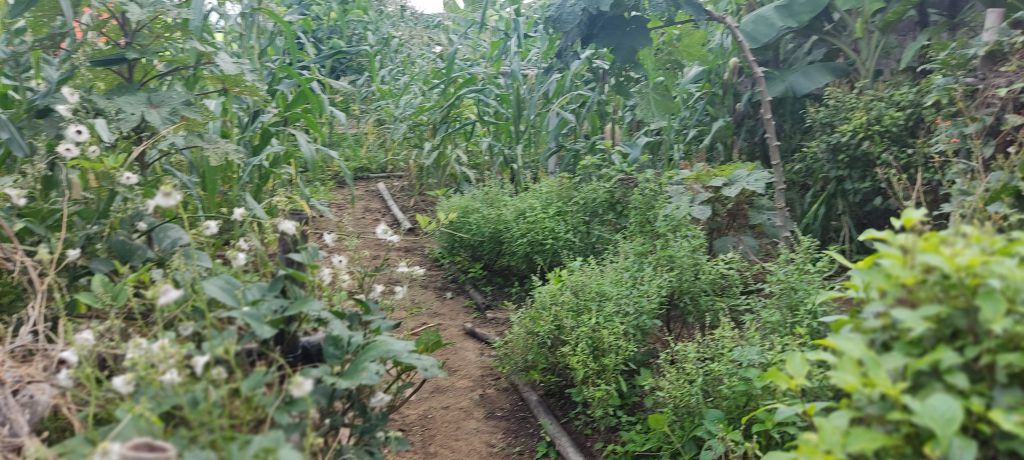 Home Garden